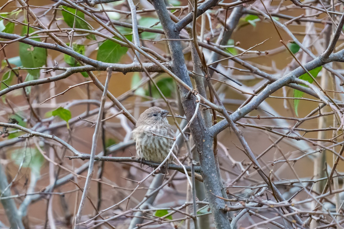 hýl rudoprsý - ML645149120