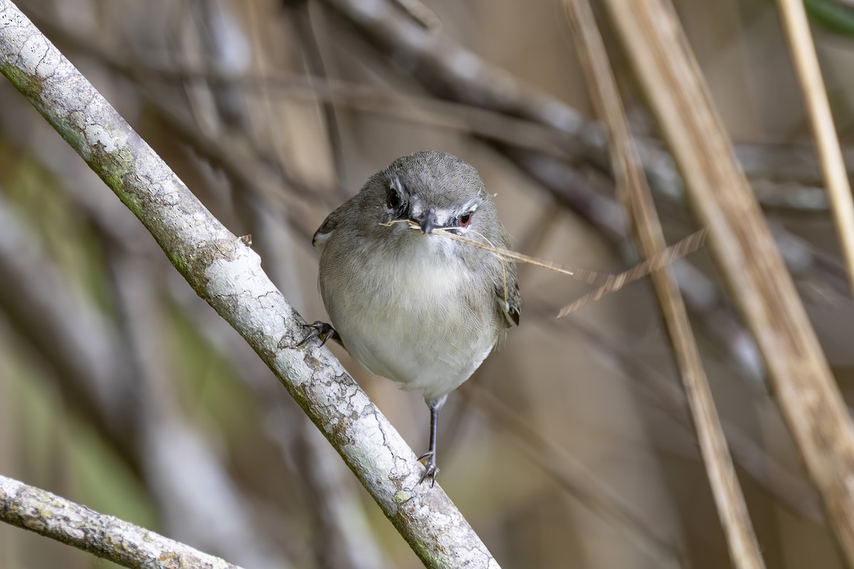 チャイロセンニョムシクイ - ML645149130