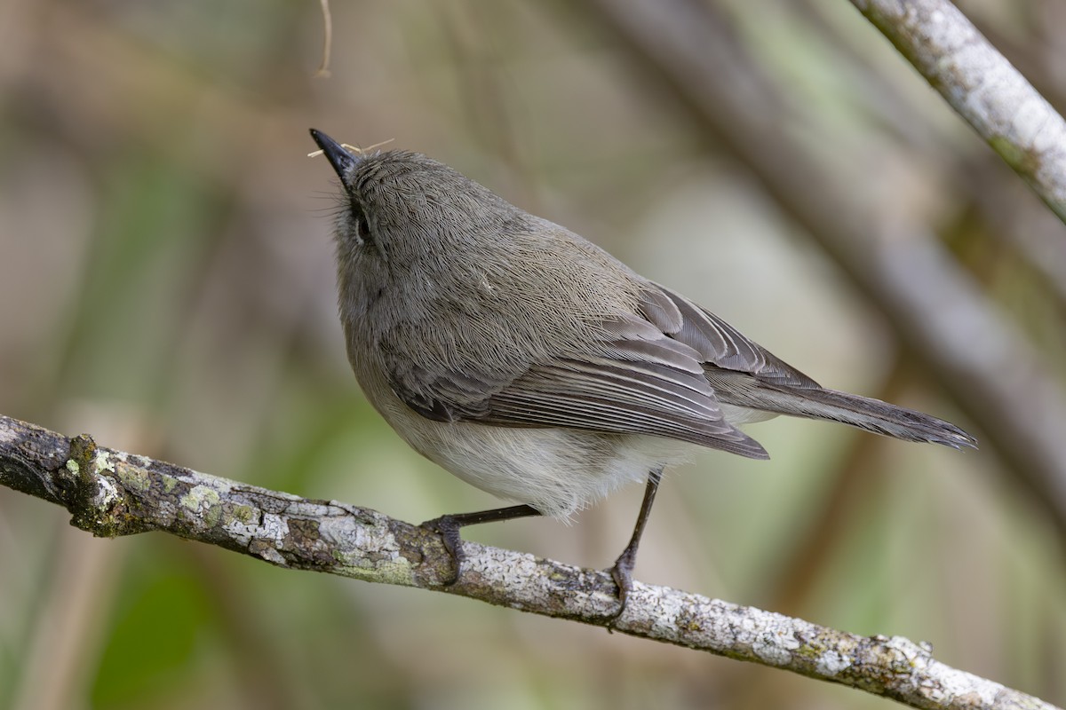 チャイロセンニョムシクイ - ML645149131