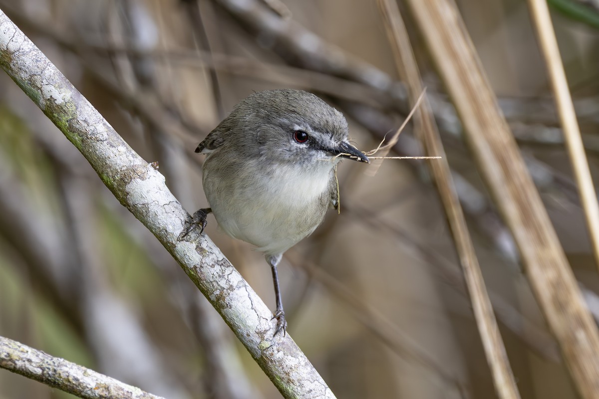 チャイロセンニョムシクイ - ML645149134