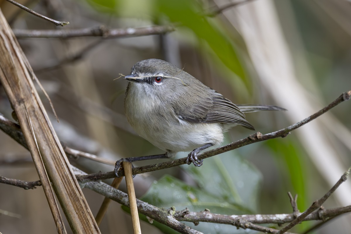 チャイロセンニョムシクイ - ML645149135