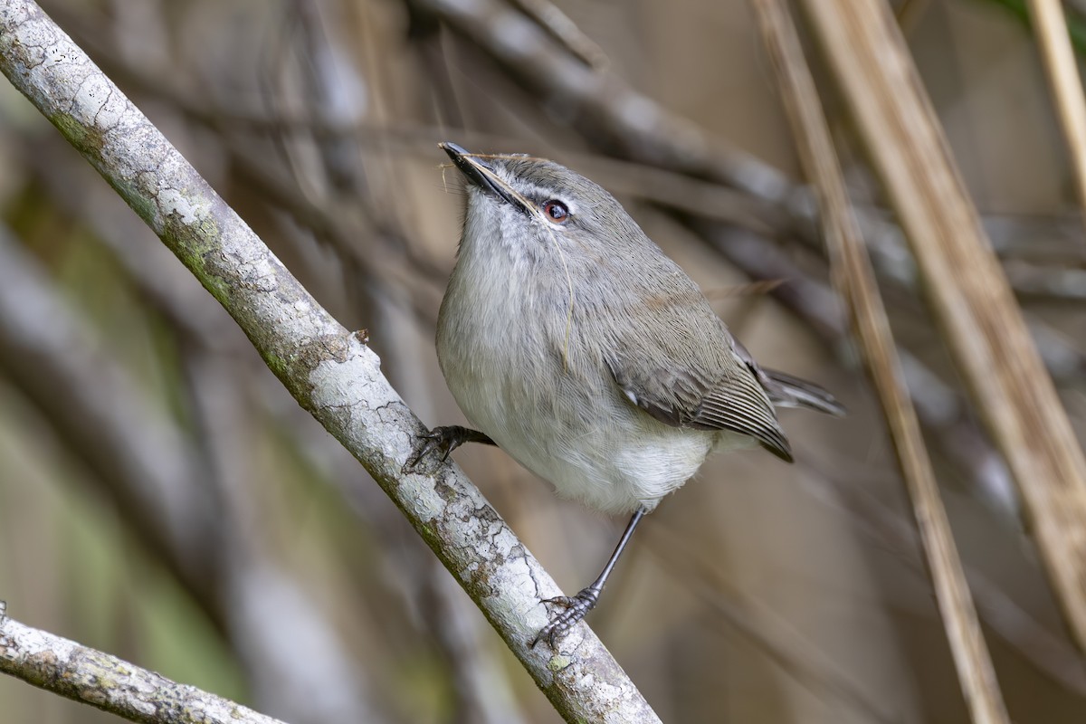 チャイロセンニョムシクイ - ML645149136