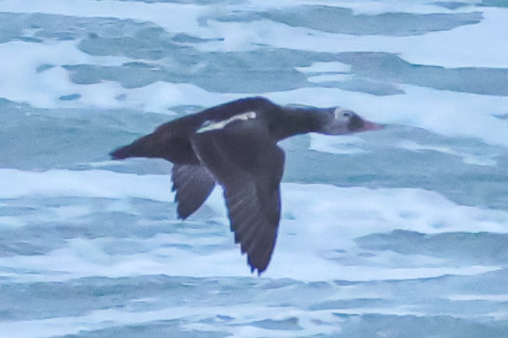 Spectacled Eider - ML645149140