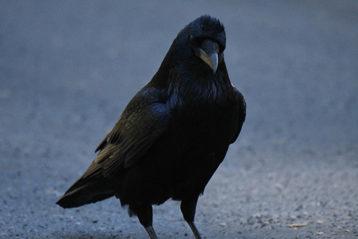 Kolkrabe - ML645149167