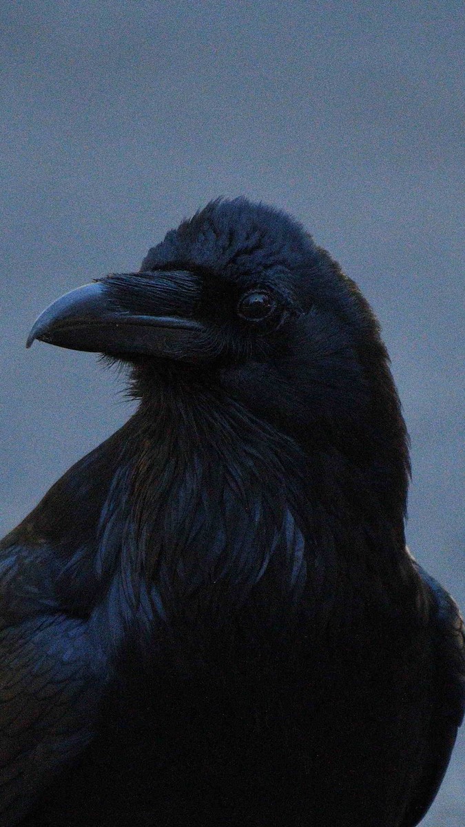 Kolkrabe - ML645149168