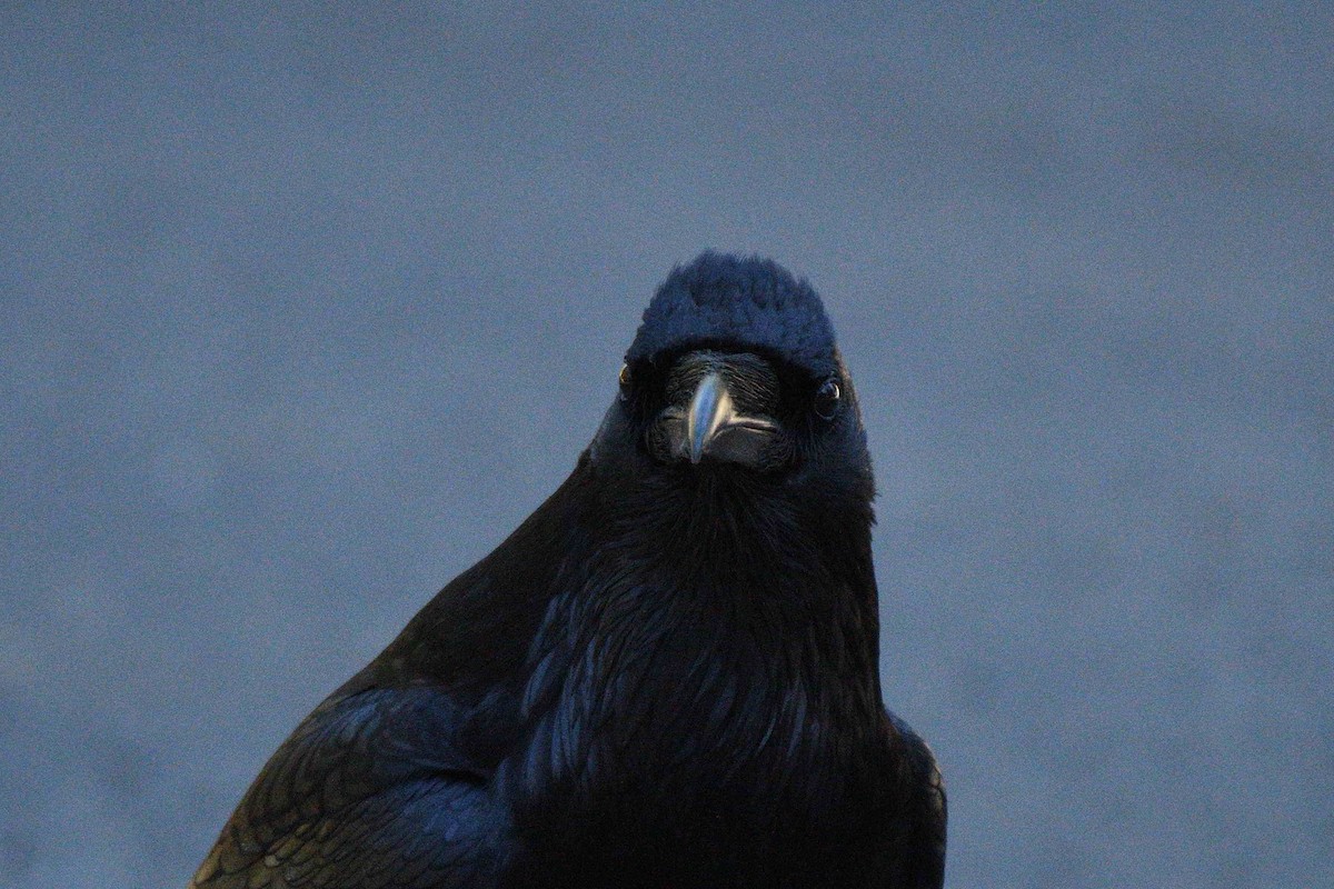 Kolkrabe - ML645149169