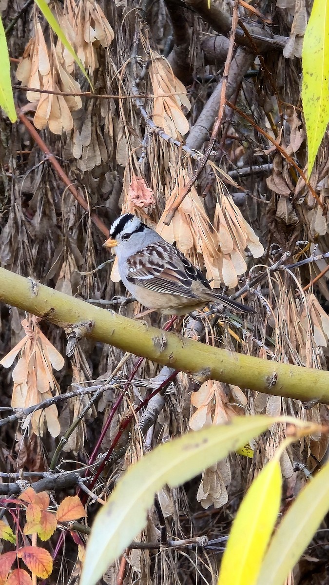 Белобровая овсянка - ML645149205