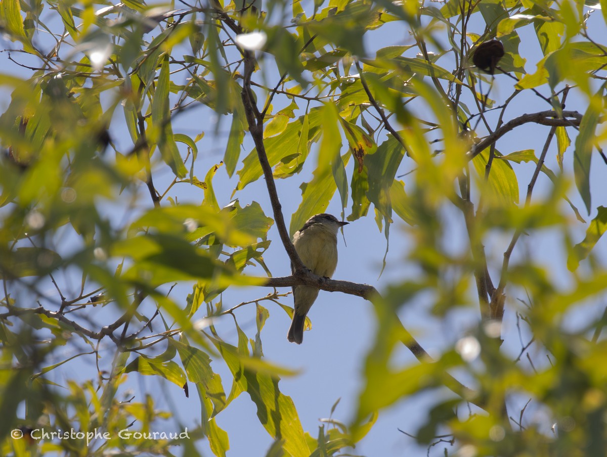 Lemon-bellied Flyrobin (Lemon-bellied) - ML645149241