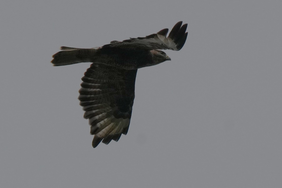 Buse variable - ML645149253