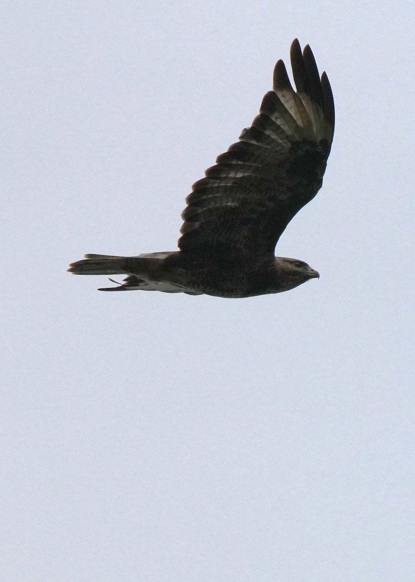 Buse variable - ML645149254