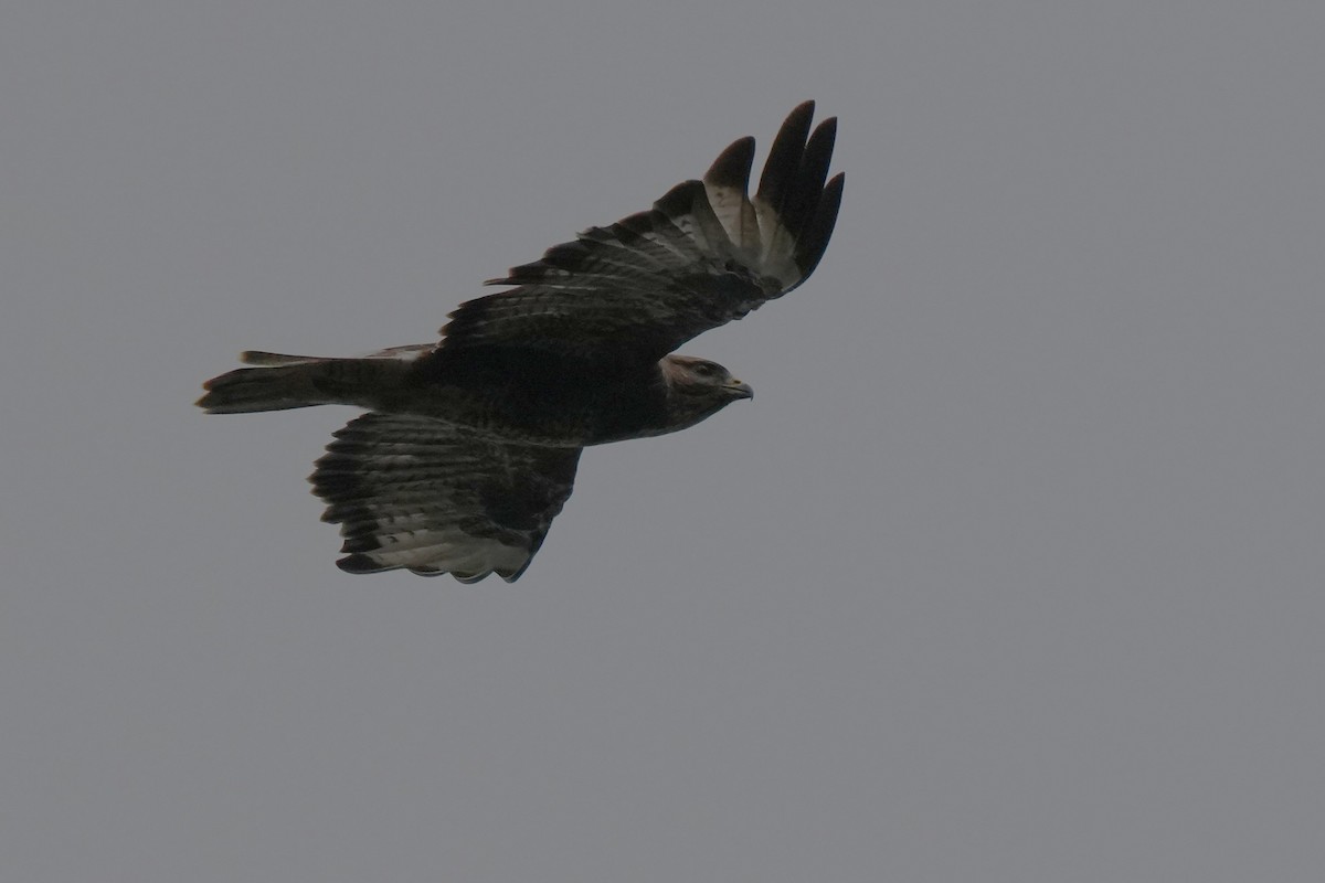 Buse variable - ML645149255
