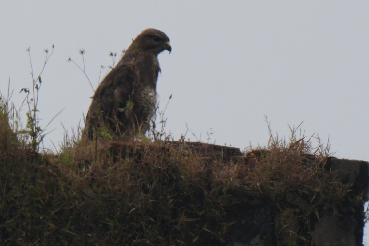 Buse variable - ML645149256