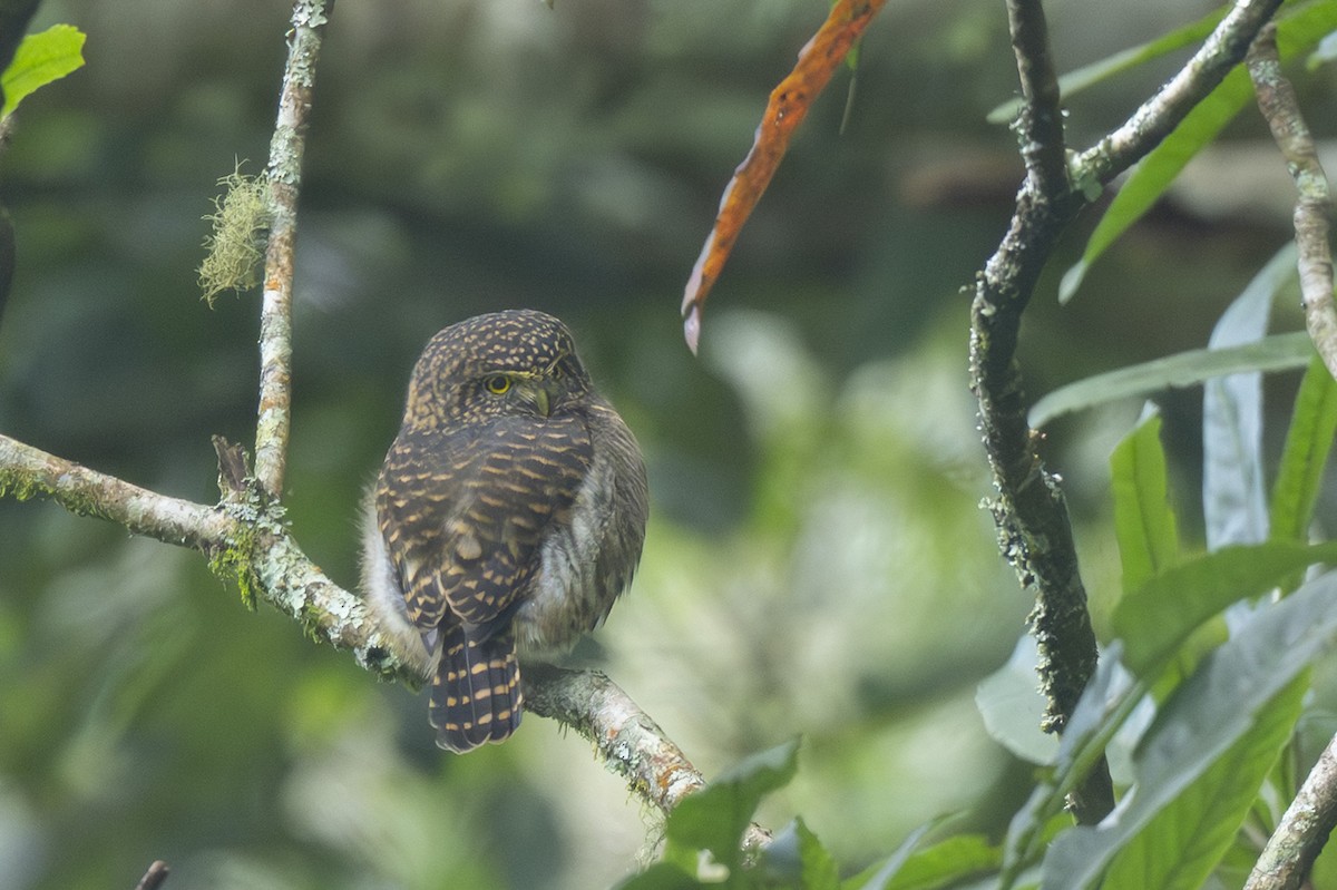 Collared Owlet - ML645149258