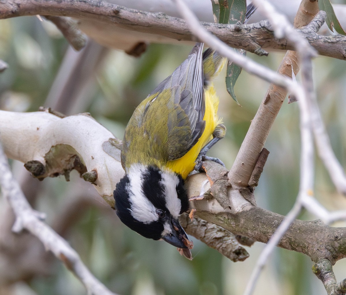 Eastern Shrike-tit - ML645149268