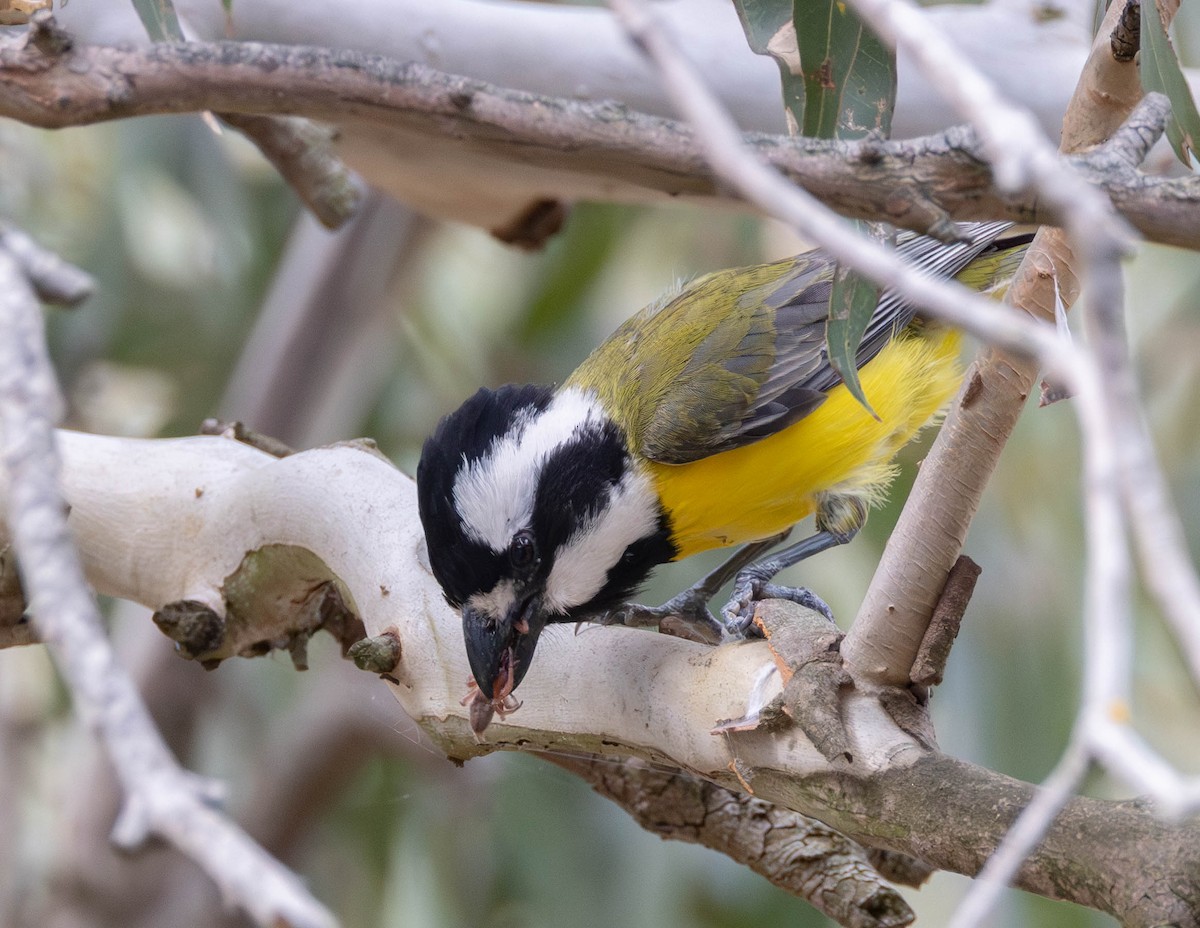Eastern Shrike-tit - ML645149269