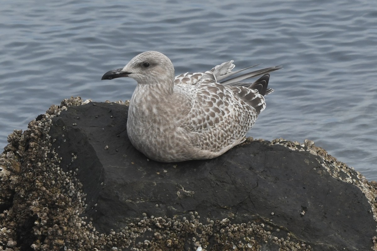American Herring Gull - ML645149276
