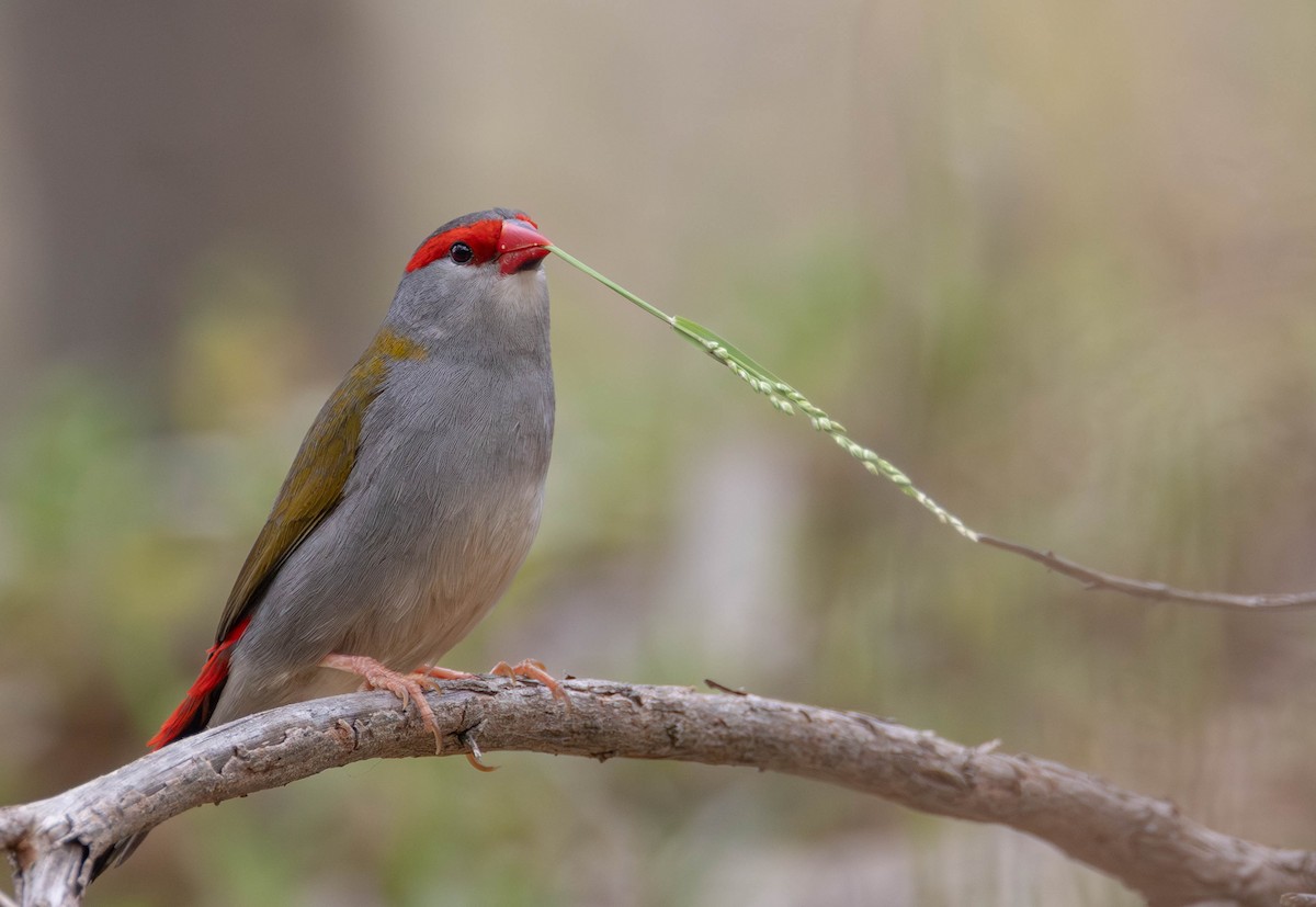 Red-browed Firetail - ML645149278