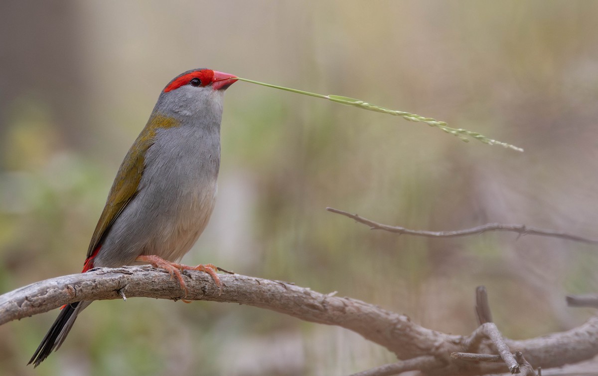 Red-browed Firetail - ML645149279