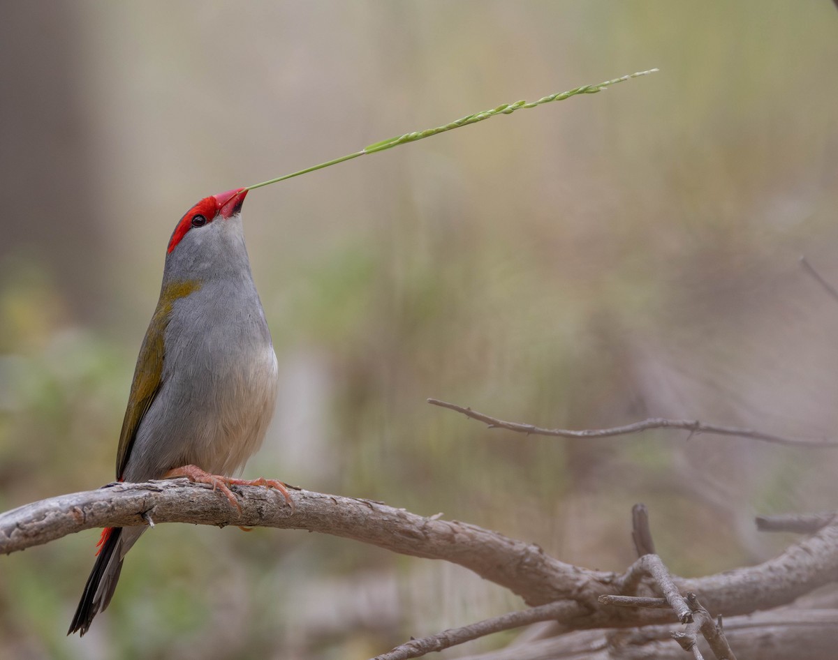 Red-browed Firetail - ML645149280