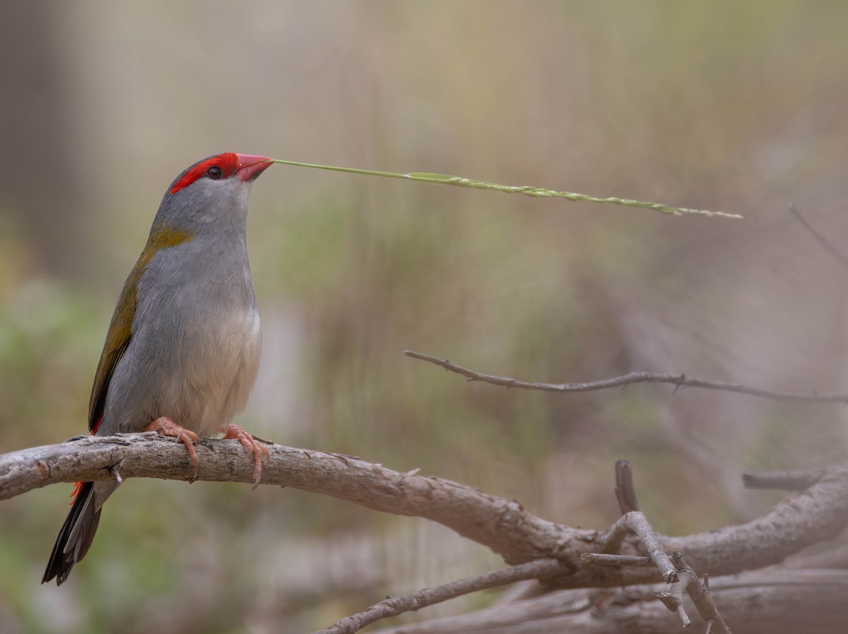 Red-browed Firetail - ML645149281