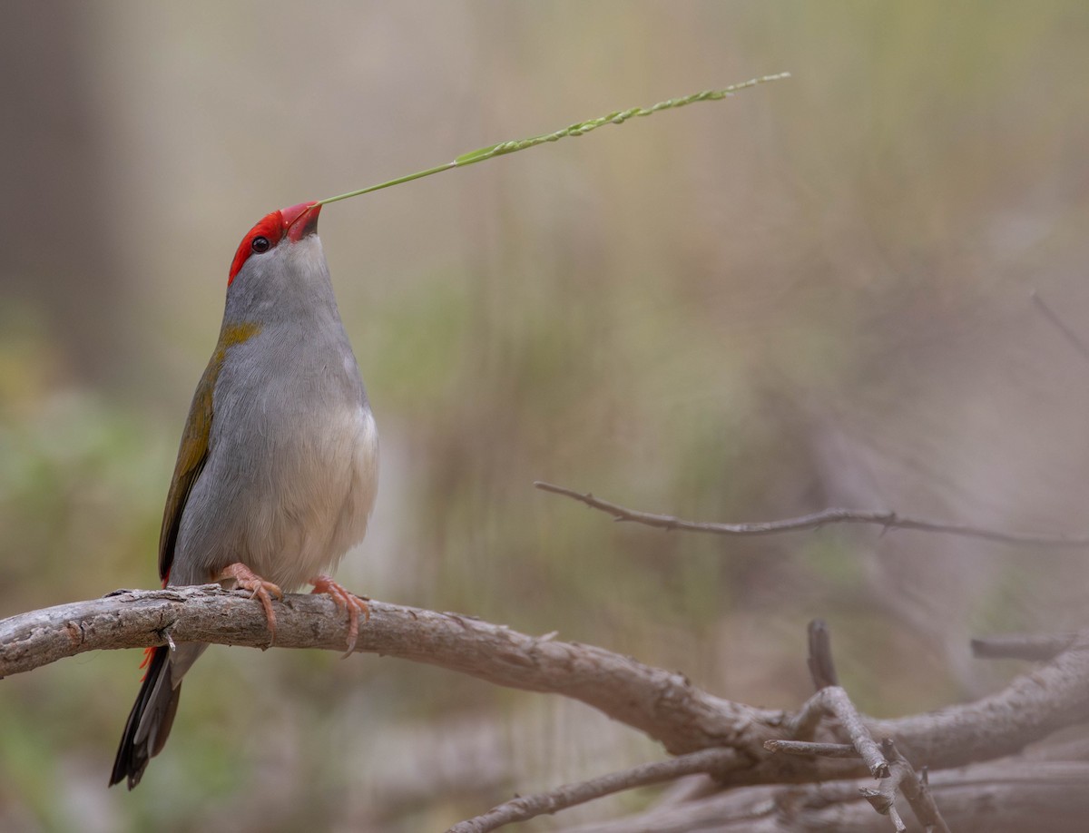 Red-browed Firetail - ML645149282