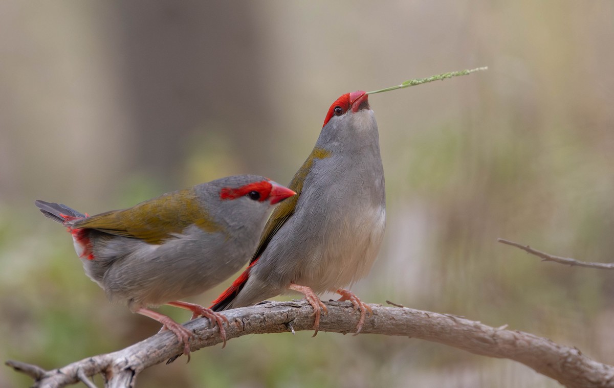 Red-browed Firetail - ML645149283