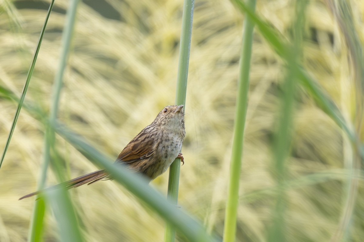 Striped Prinia - ML645149284