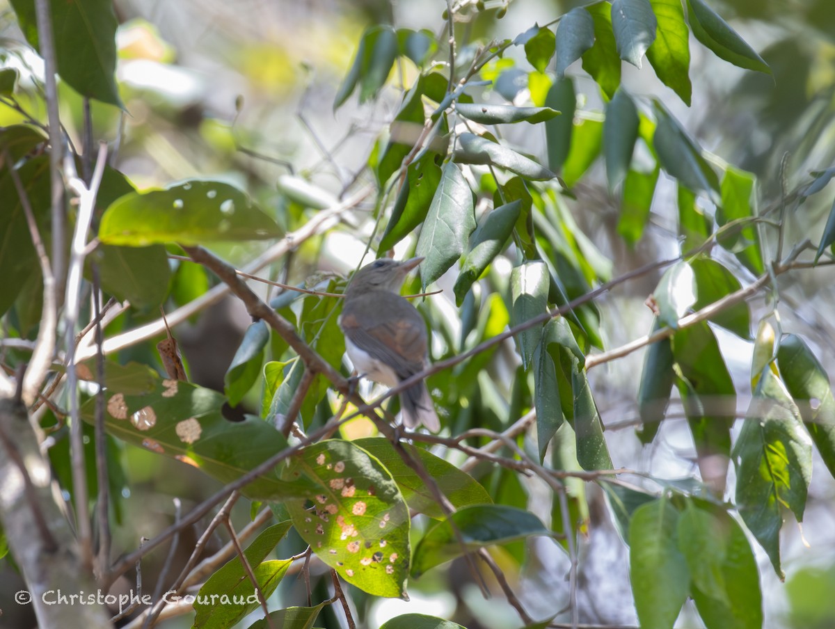 Gray Whistler (Brown) - ML645149303
