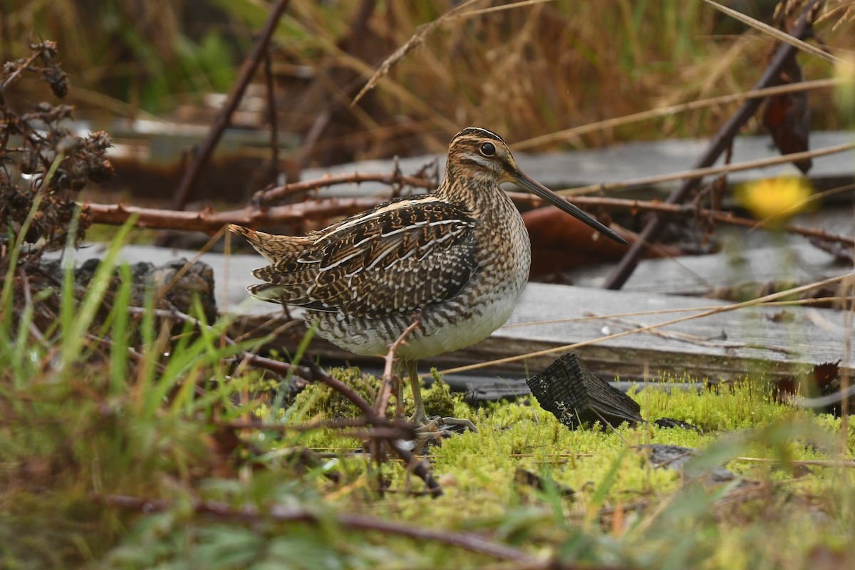 Wilson's Snipe - ML645149309
