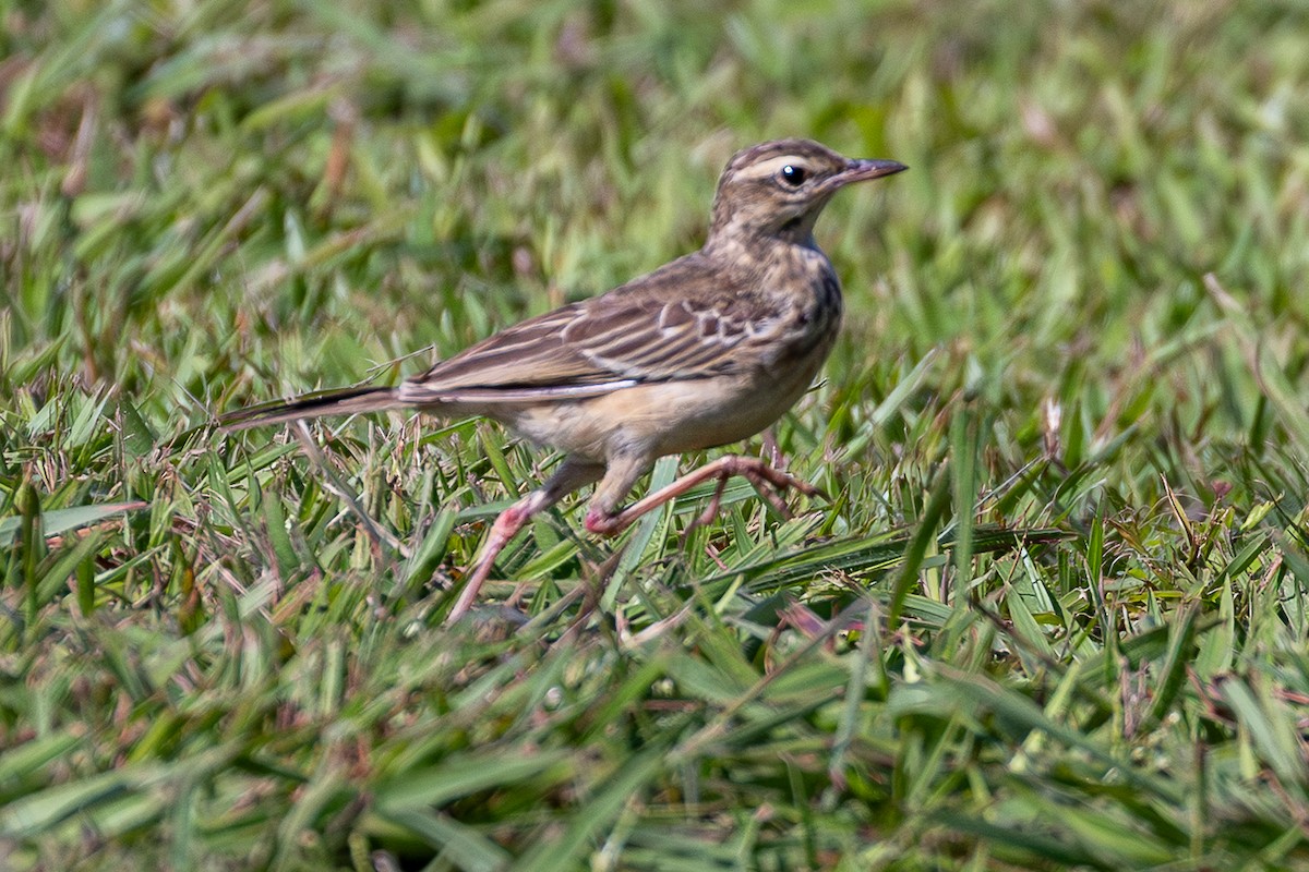 Bisbita Patilargo - ML645149313