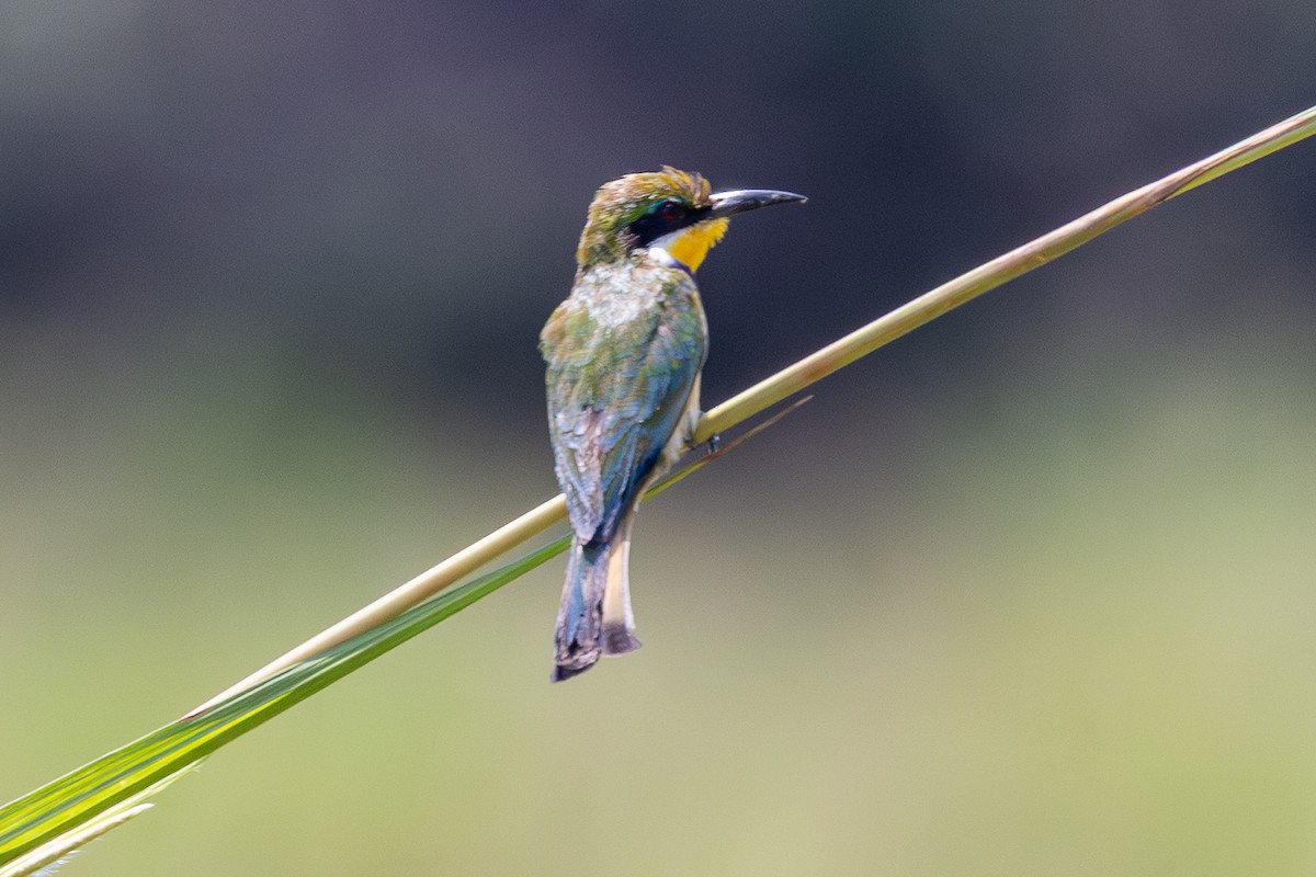 Blue-breasted Bee-eater - ML645149319
