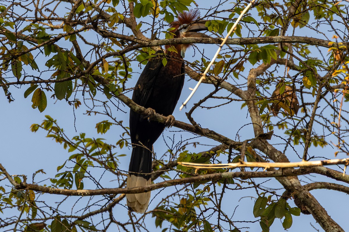 クロコブサイチョウ - ML645149330