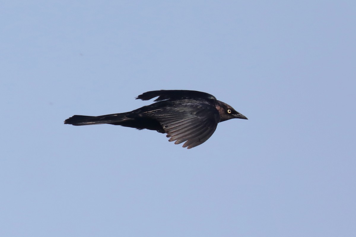 Трупіалець пурпуровий - ML645149331