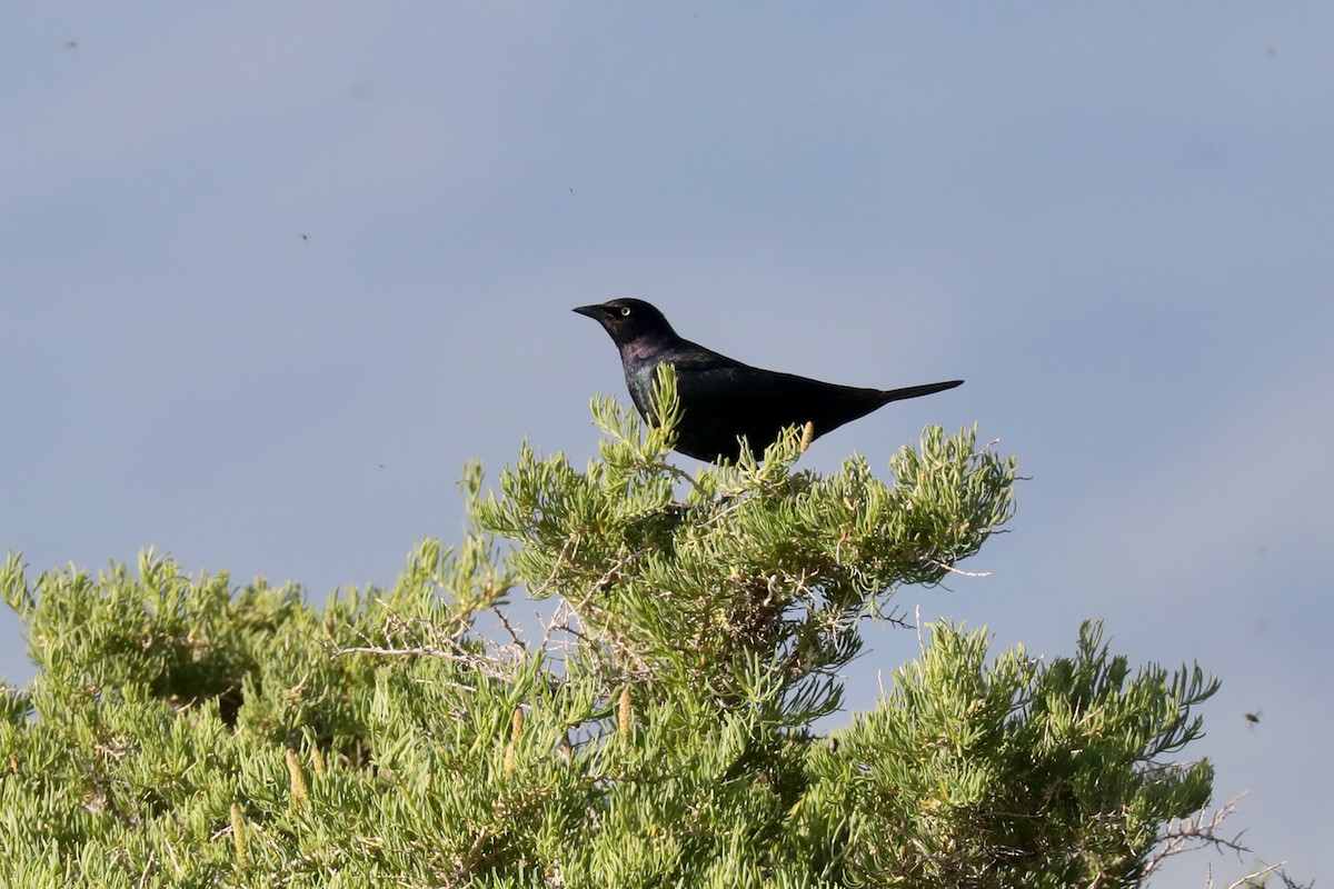 Трупіалець пурпуровий - ML645149332
