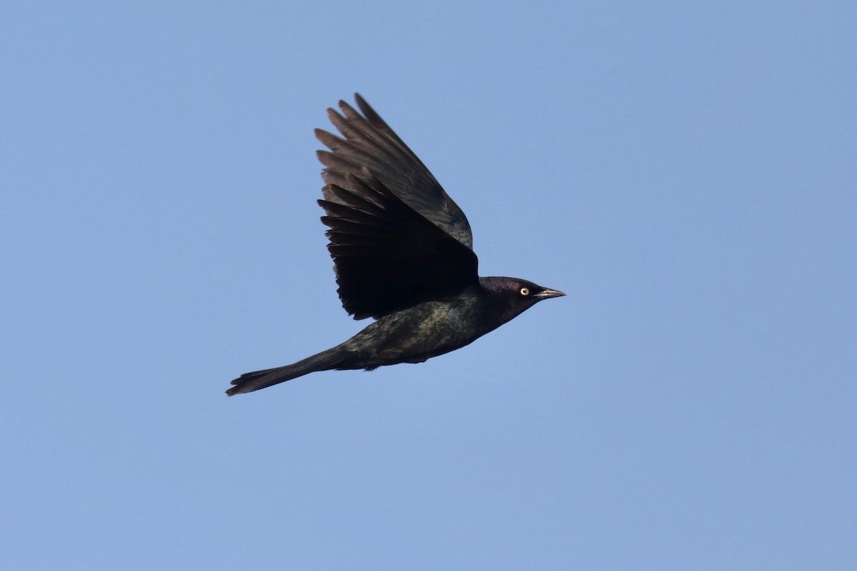 Трупіалець пурпуровий - ML645149333