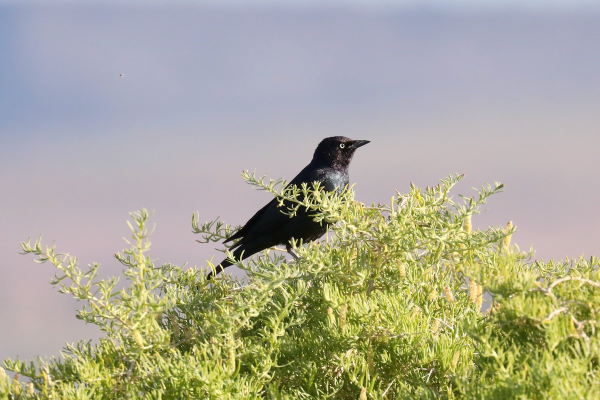 Трупіалець пурпуровий - ML645149334