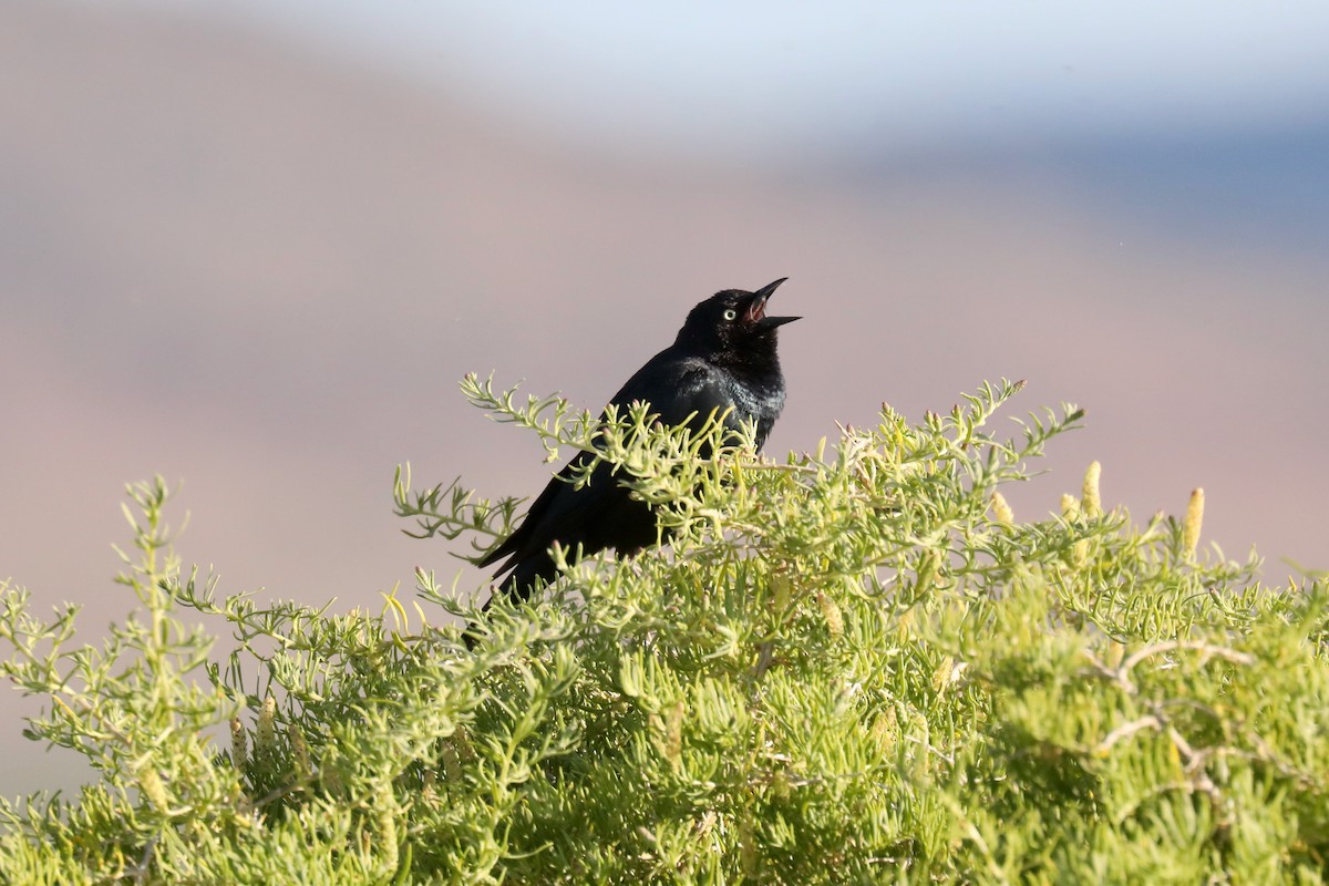 Трупіалець пурпуровий - ML645149336