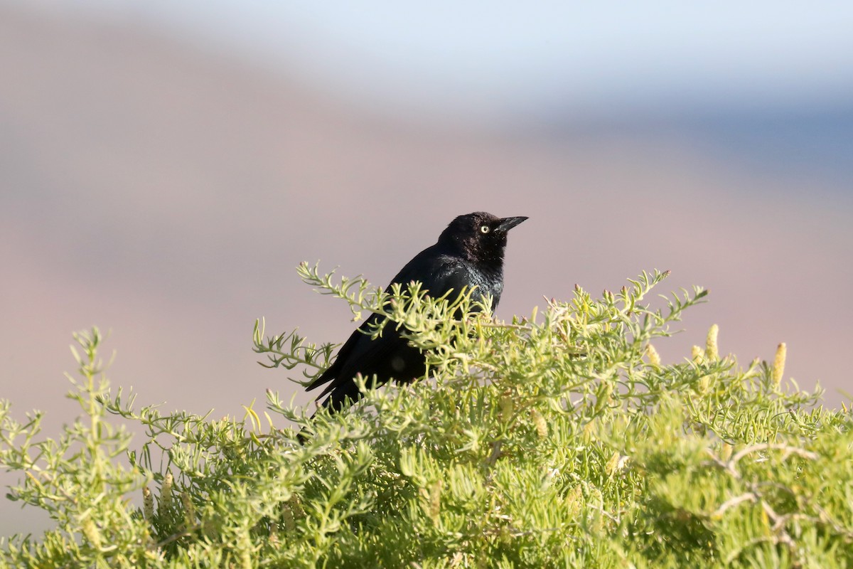 Трупіалець пурпуровий - ML645149337