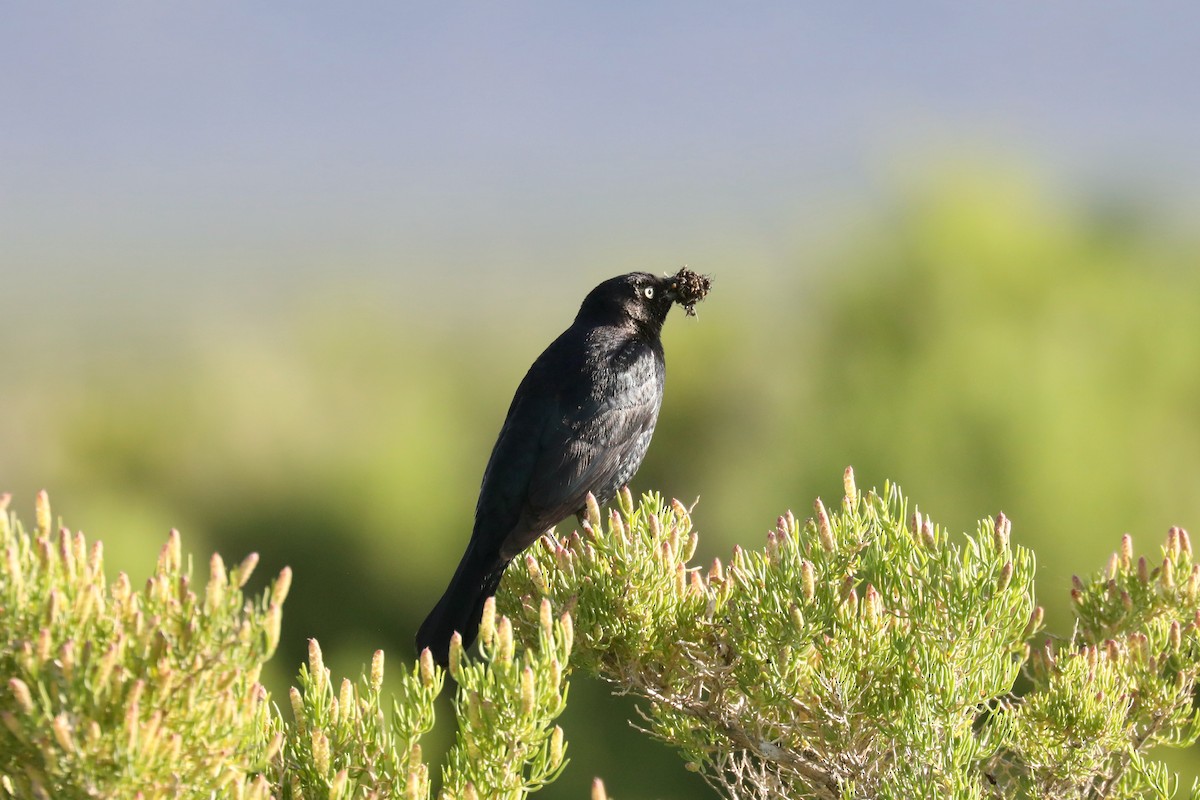 Трупіалець пурпуровий - ML645149338