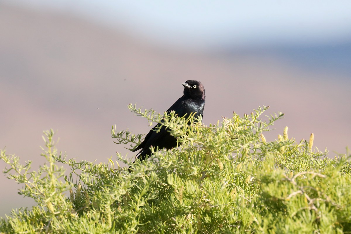 Трупіалець пурпуровий - ML645149339