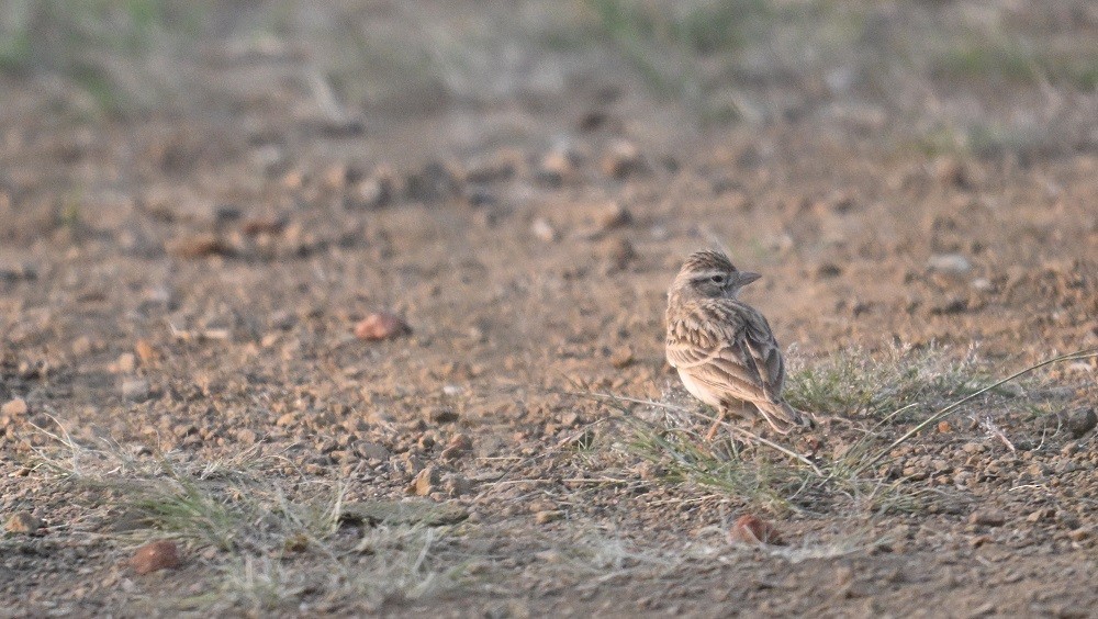Alouette de Sykes - ML645149351