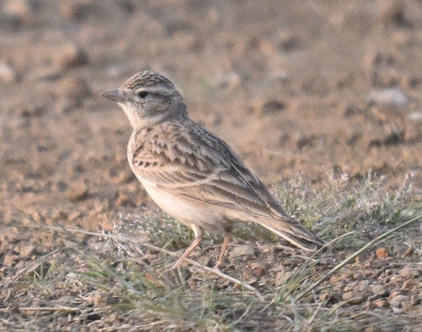 Alouette de Sykes - ML645149352