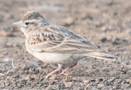 Alouette de Sykes - ML645149353