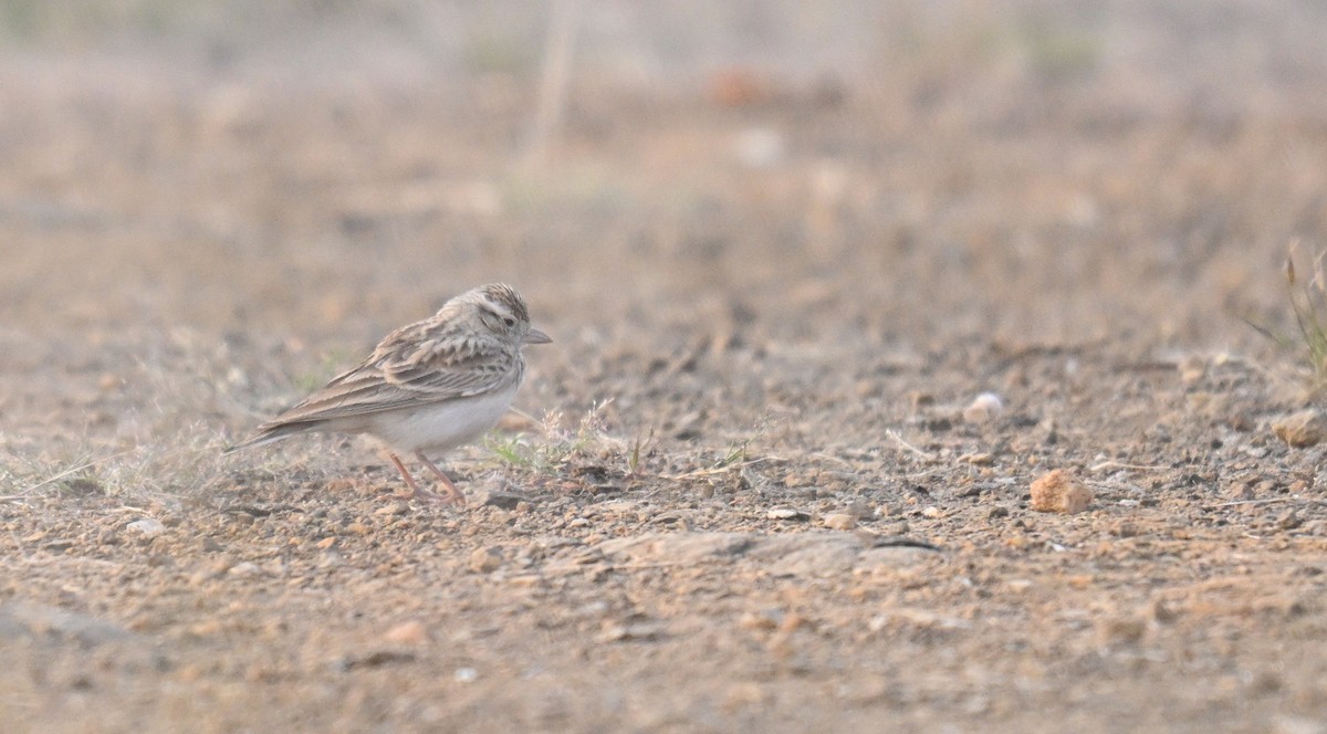 Alouette de Sykes - ML645149354