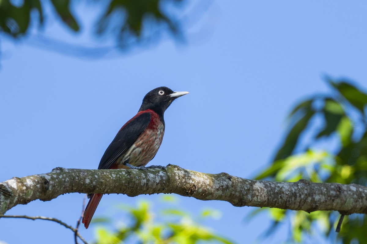 朱鸝(ardens/nigellicauda) - ML645149361