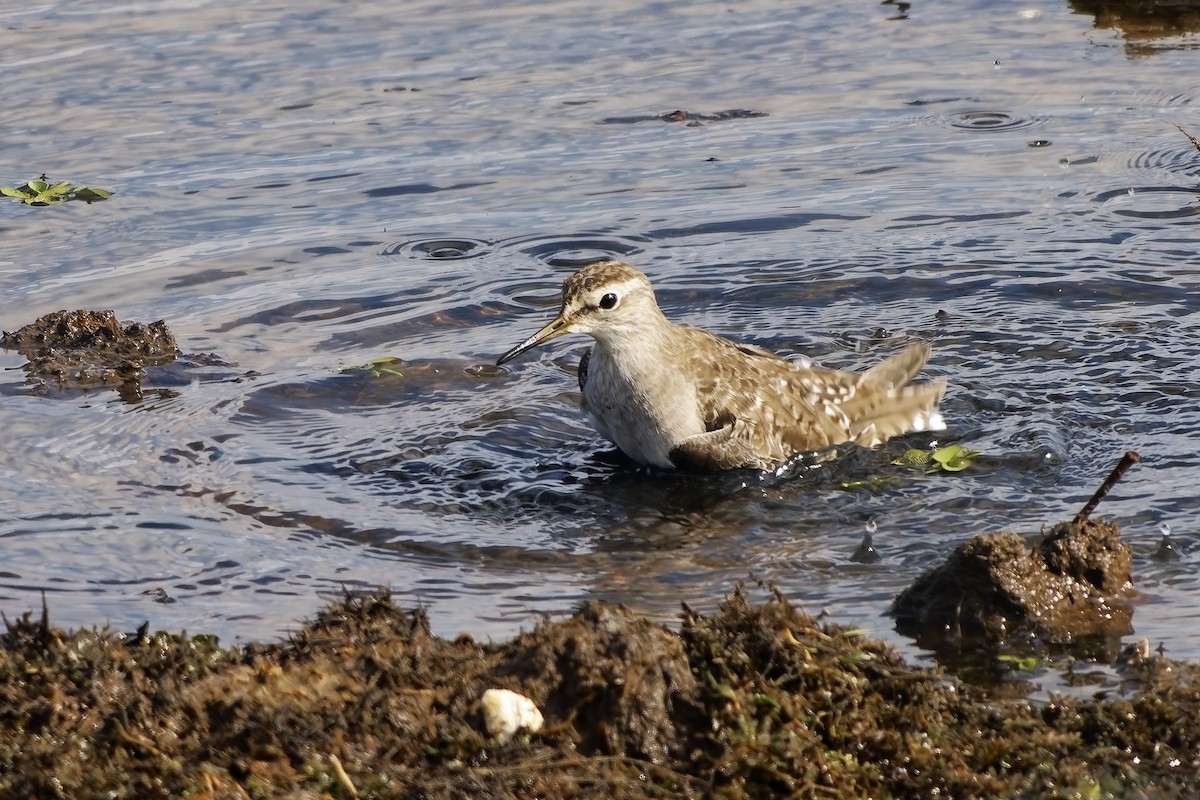 タカブシギ - ML645149390
