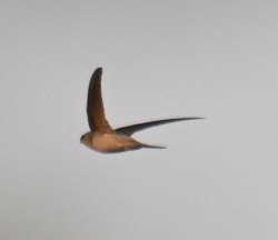 Vencejo Palmero Asiático - ML645149391