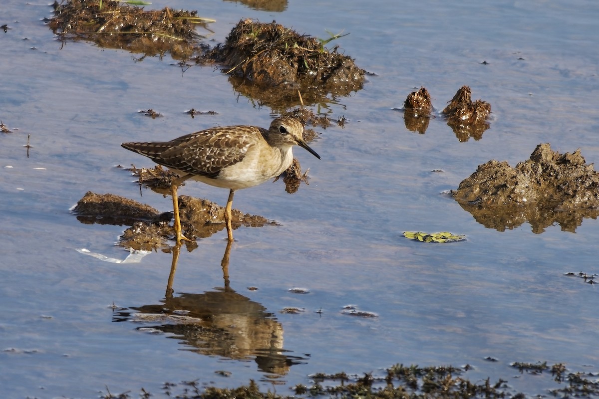 タカブシギ - ML645149396