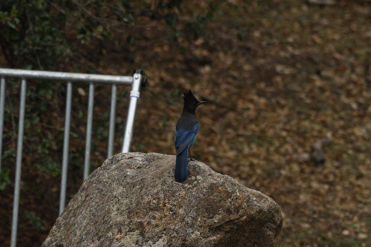 Steller's Jay - ML645149414