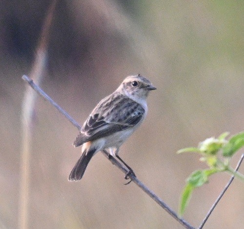 bramborníček sibiřský - ML645149416